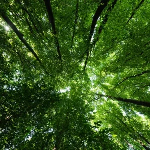 depositphotos_285881038-stock-photo-bottom-view-trees-green-fresh depositphotos_285881038-stock-photo-bottom-view-trees-green-fresh